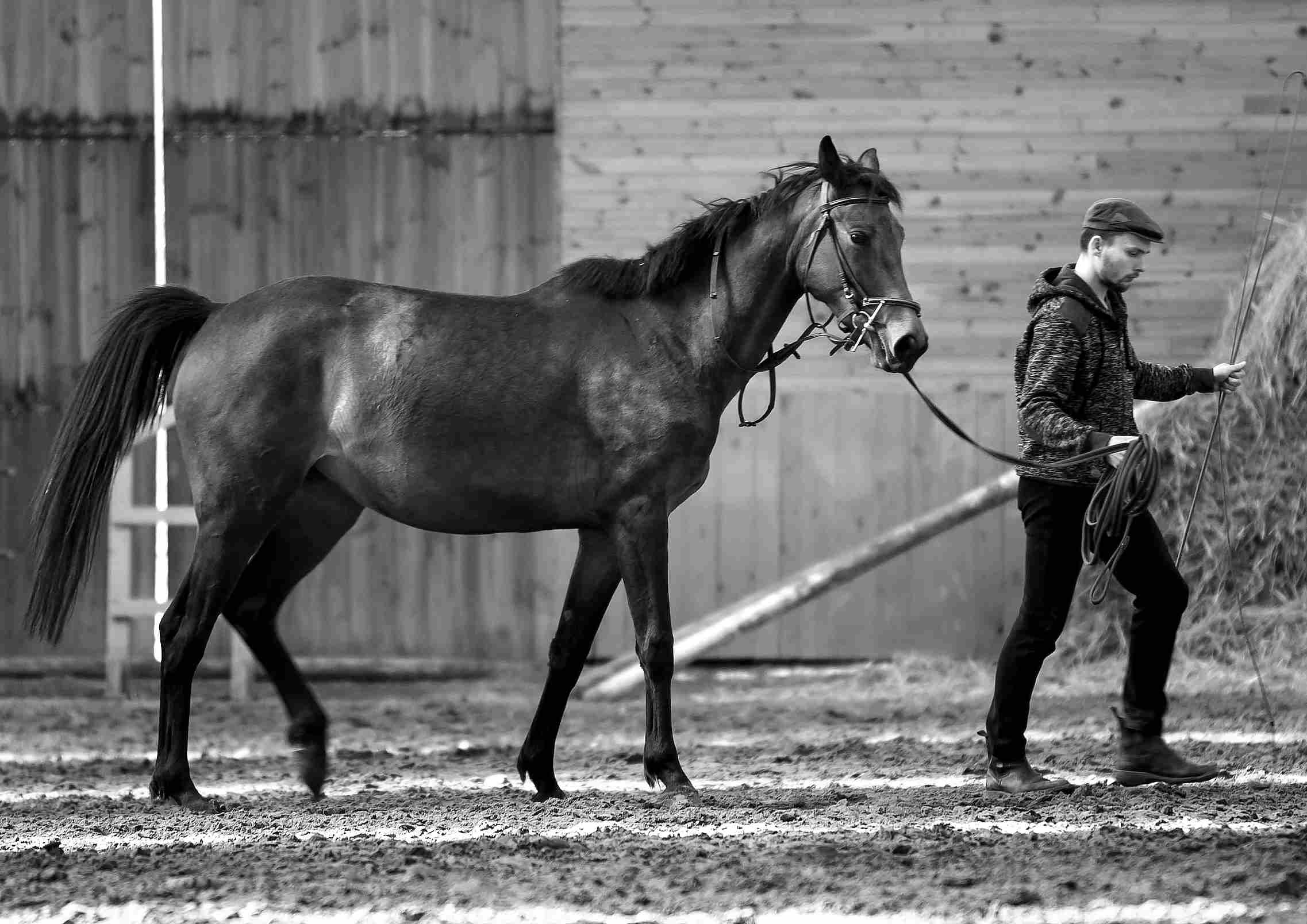 55304560 - the man training his horse in manege